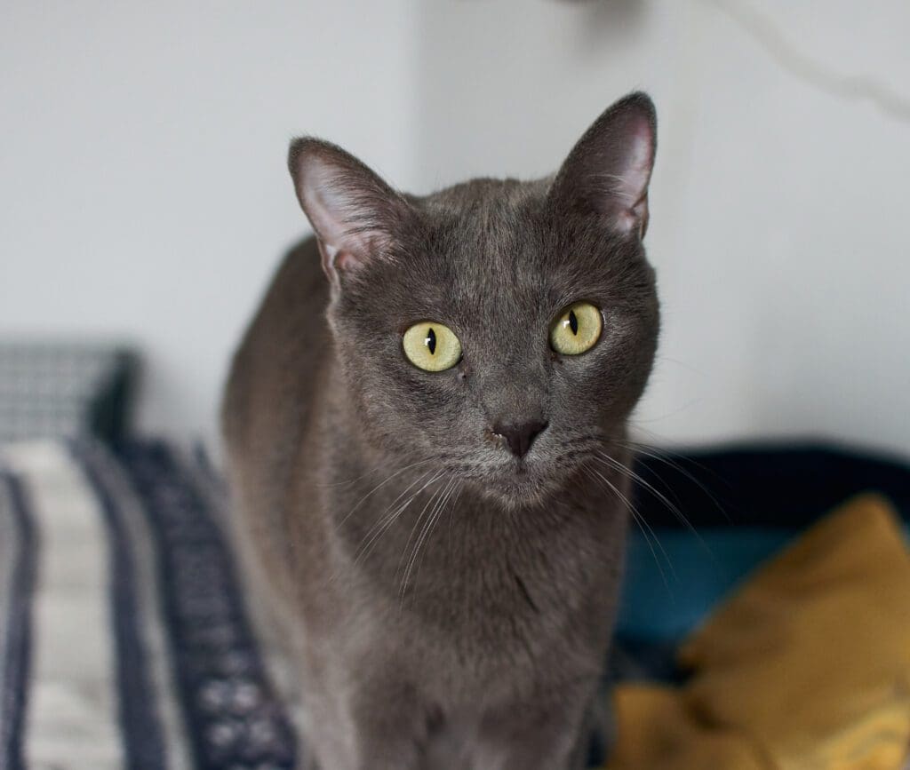 gato azul ruso ojos verdes