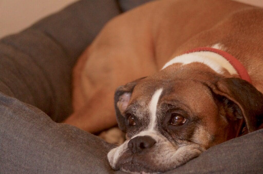 ansiedad en perros por separacion