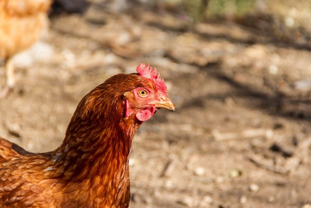 pollos isa brown