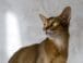 Razas de Gatos: Gato Abisinio 