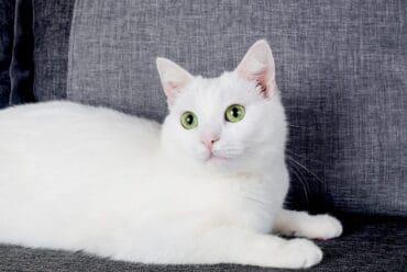 Razas de Gatos: Gato Angora Turco