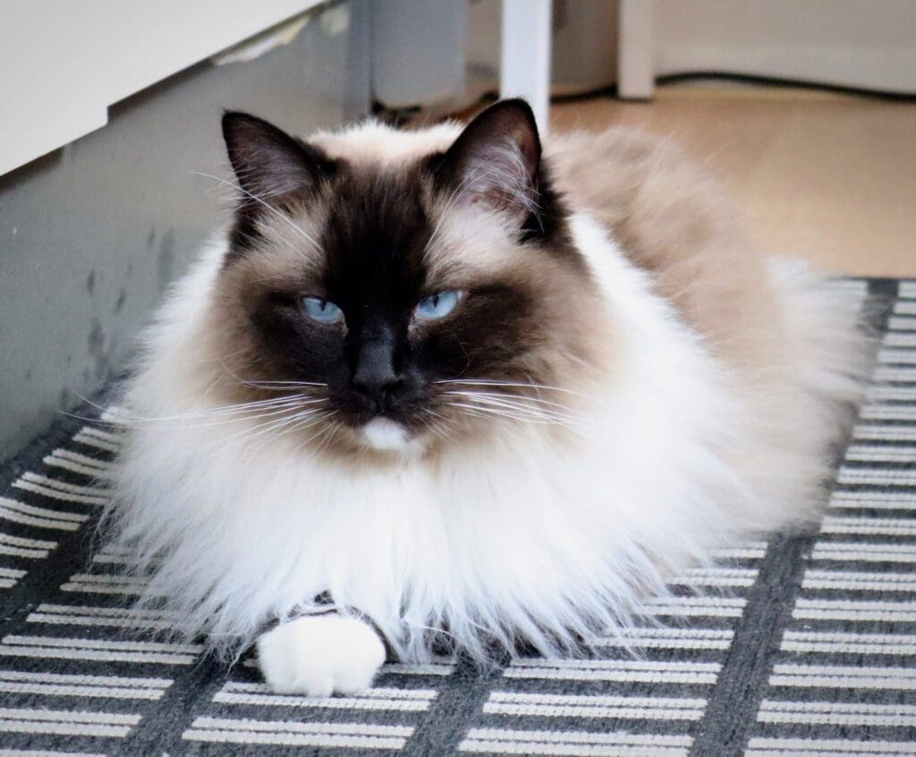 gato balines acostado