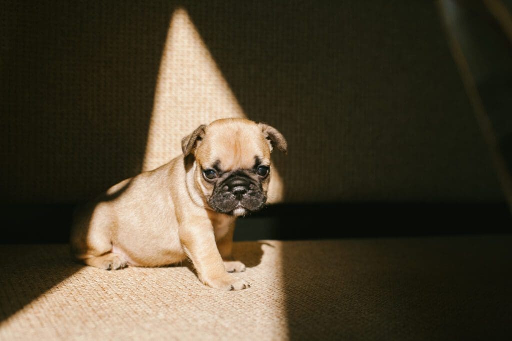 Perro Bull dog Pasión Veterinaria