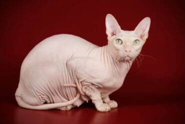 Razas de Gatos: Gato Esfinge o Sphynx