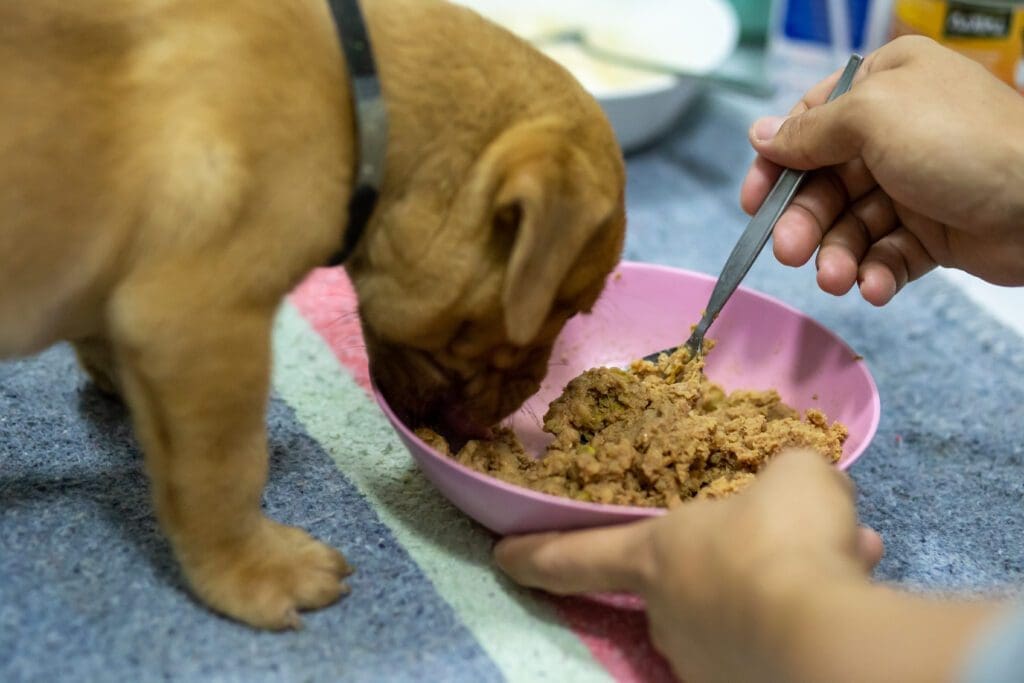 comida para cachorros