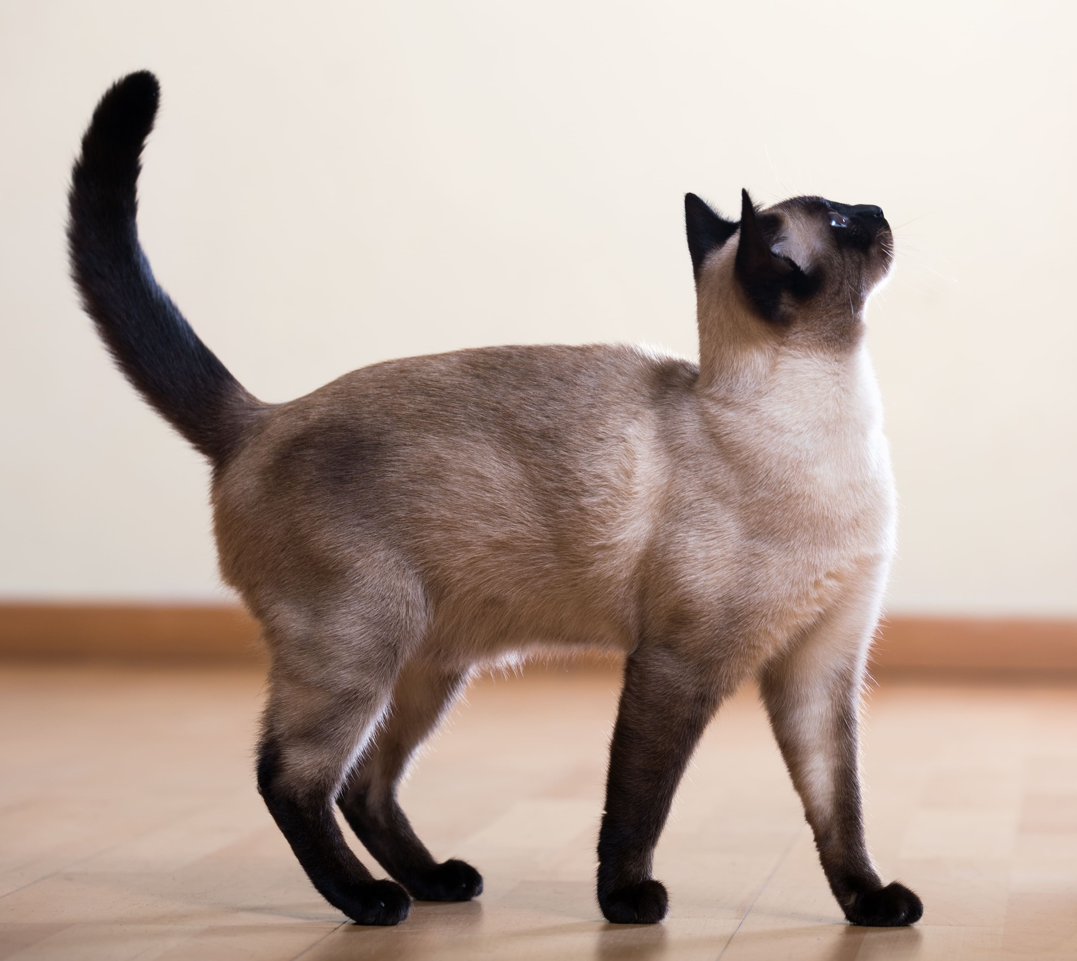 gato siames de pie
