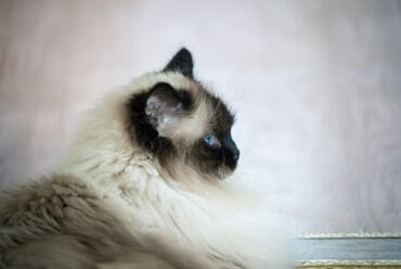 Razas de Gatos: Gato Himalayo