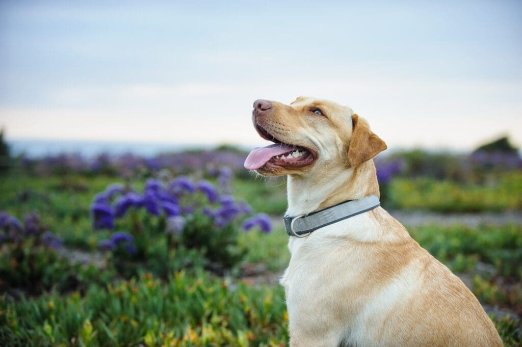 perro labrador sentado