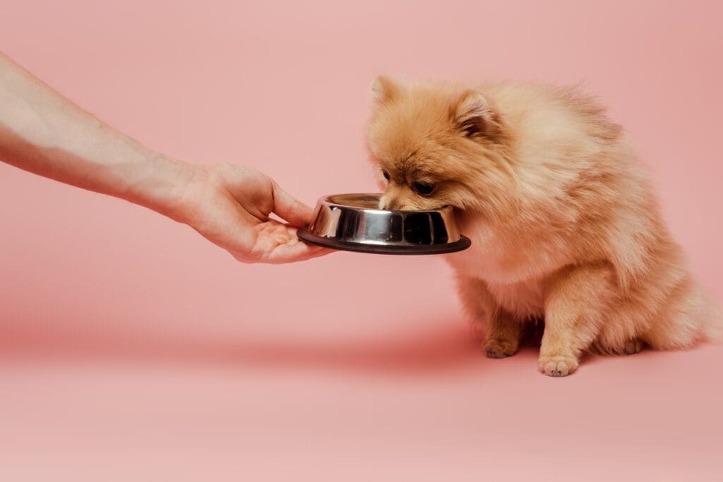 comida para cachorros