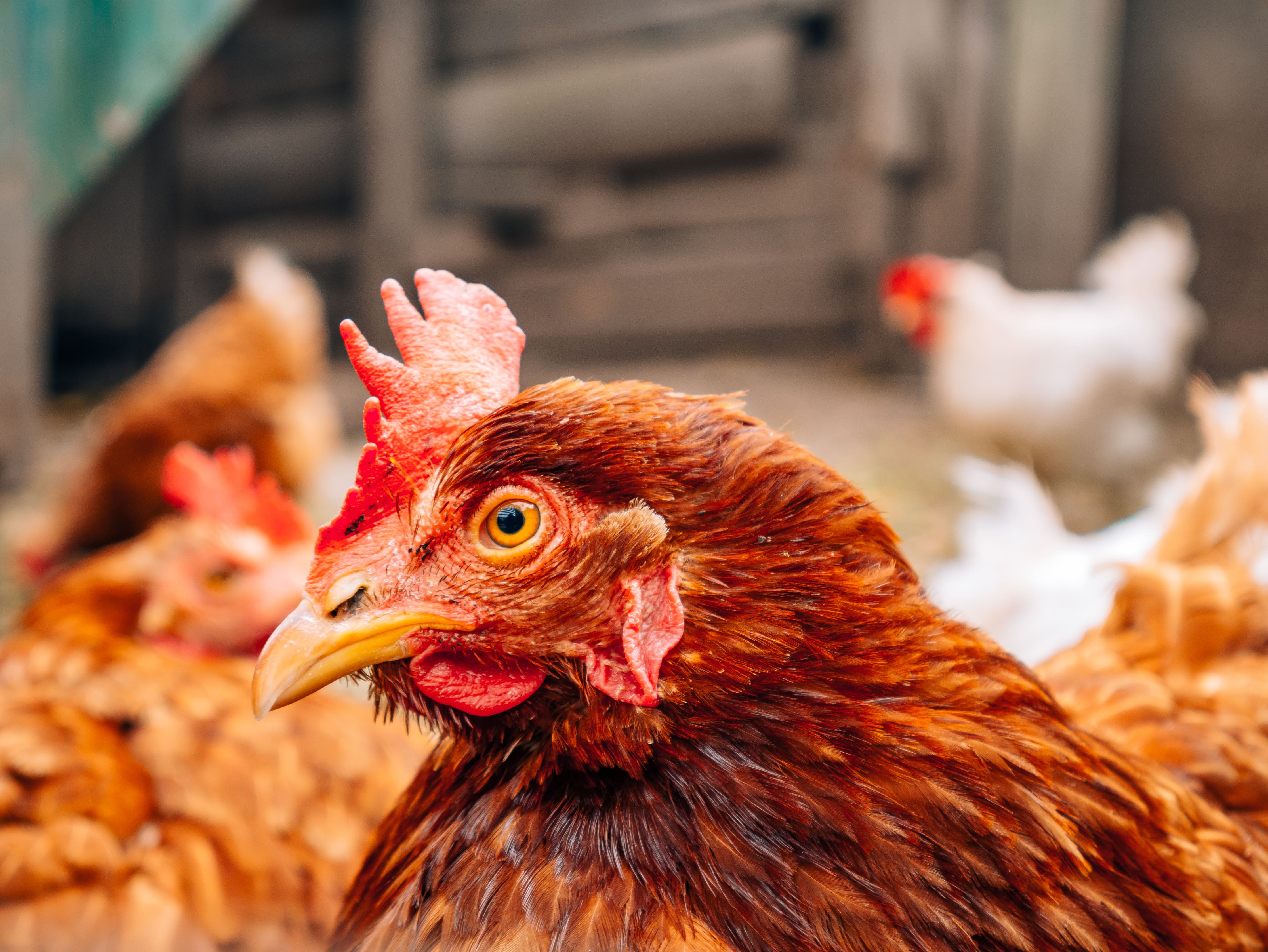 razas de gallinas
