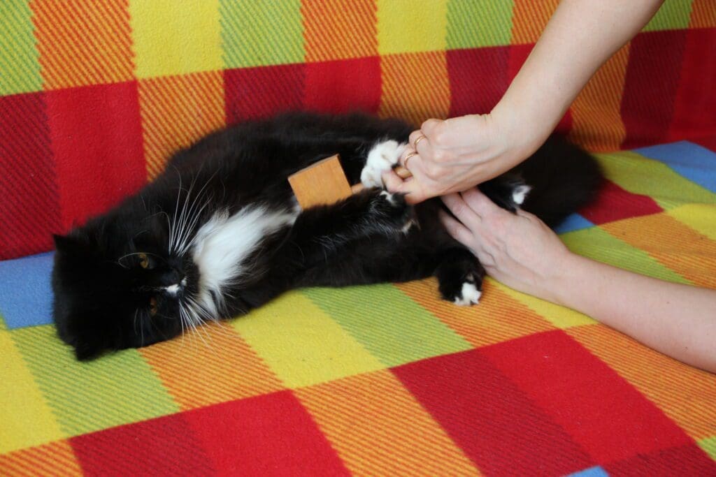 primeros auxilios para gatos