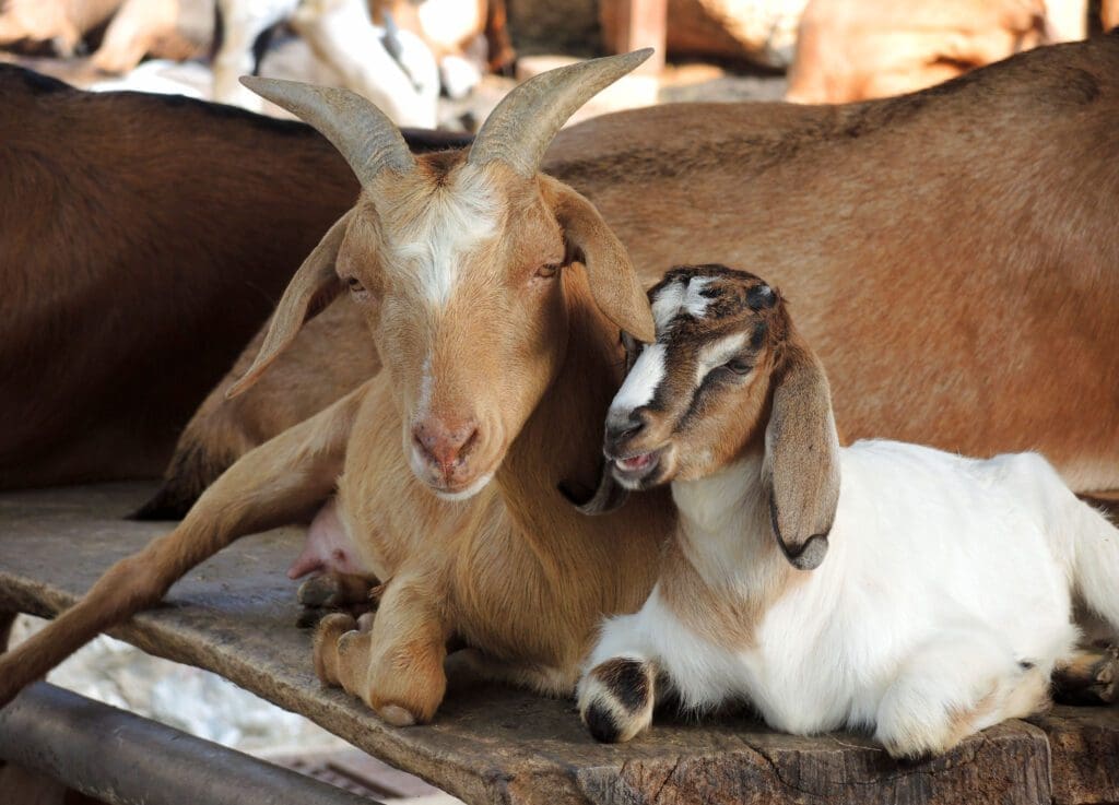 Cabras - Pasión Veterinaria