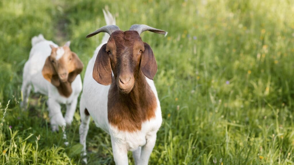Cabras - Pasión Veterinaria