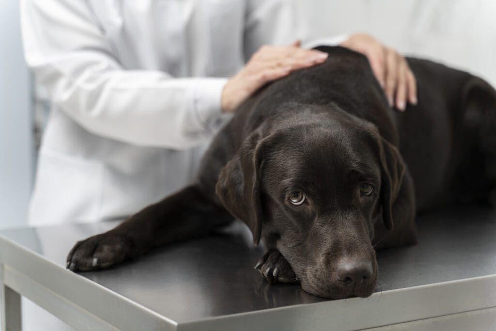 consulta al veterinario