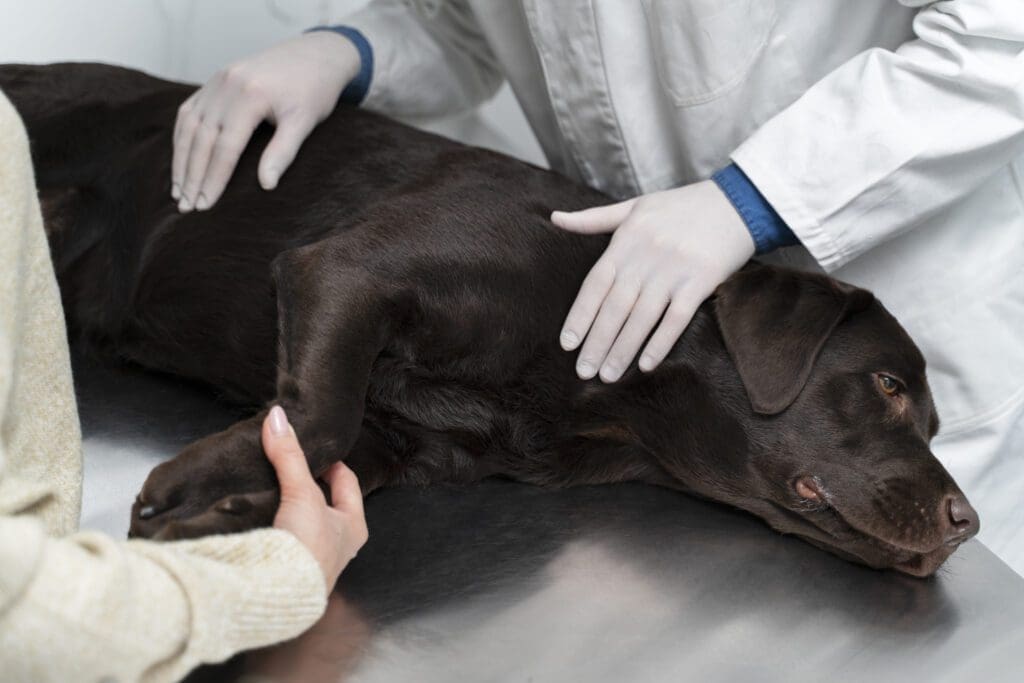 perro dormido con dolor de estomago