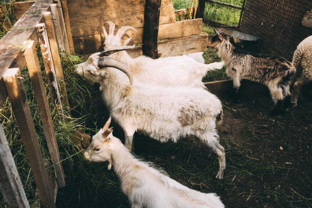 Cabras - Pasión Veterinaria