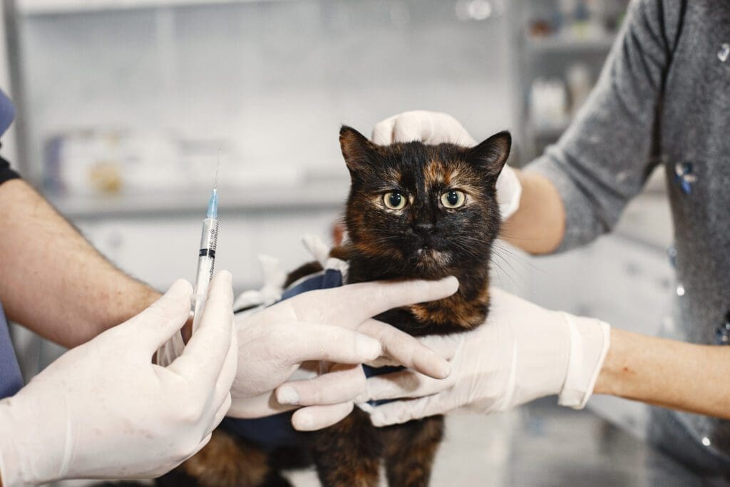 gato en consulta veterinaria