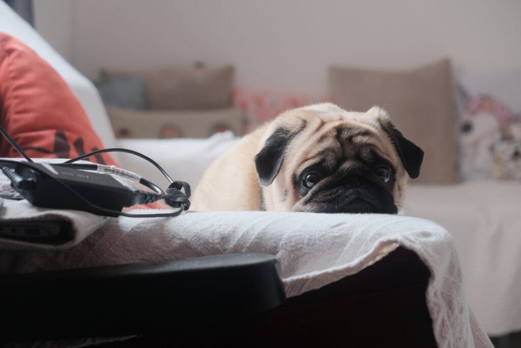 perro enfermo