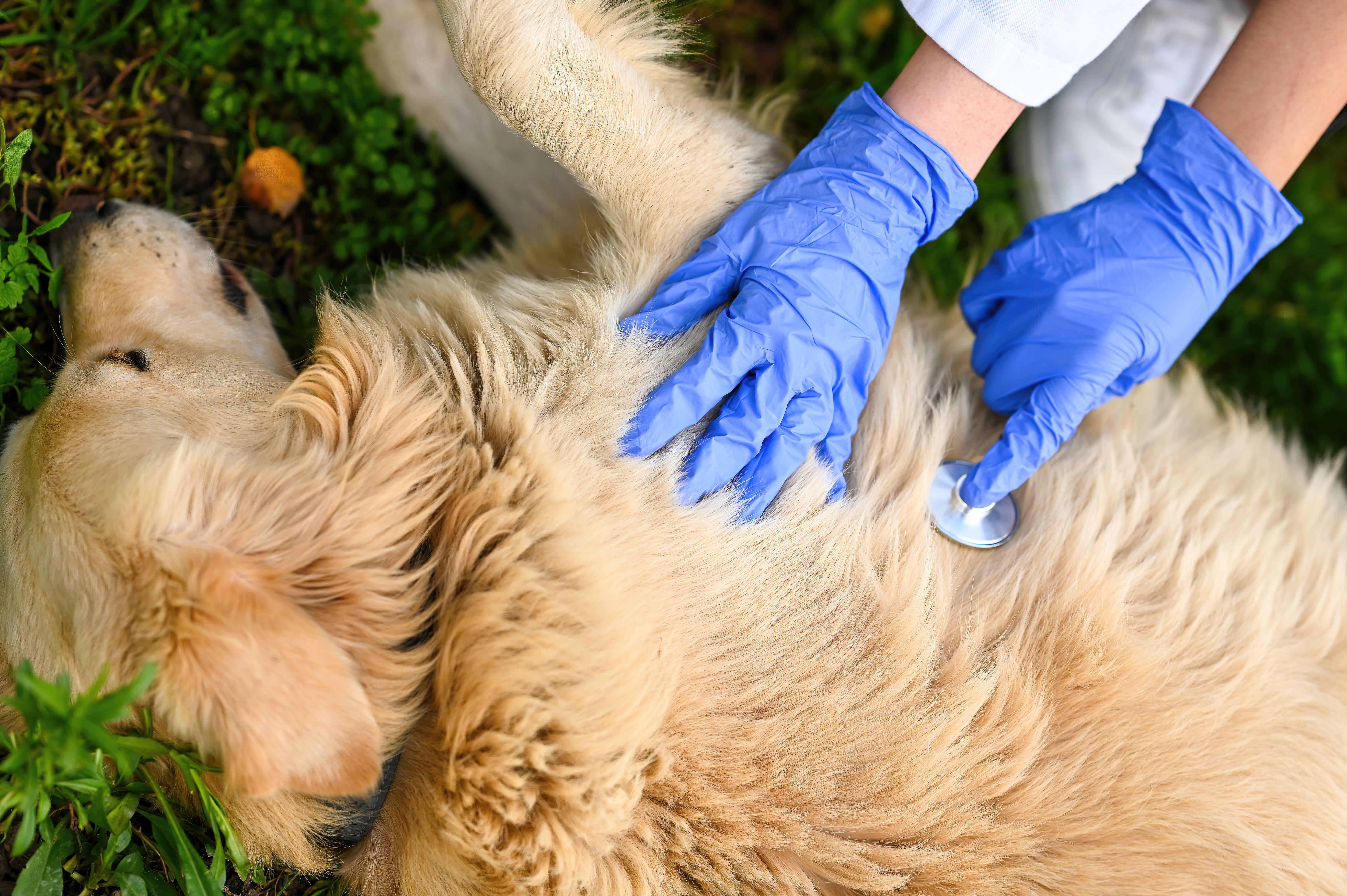 revision veterinaria perro