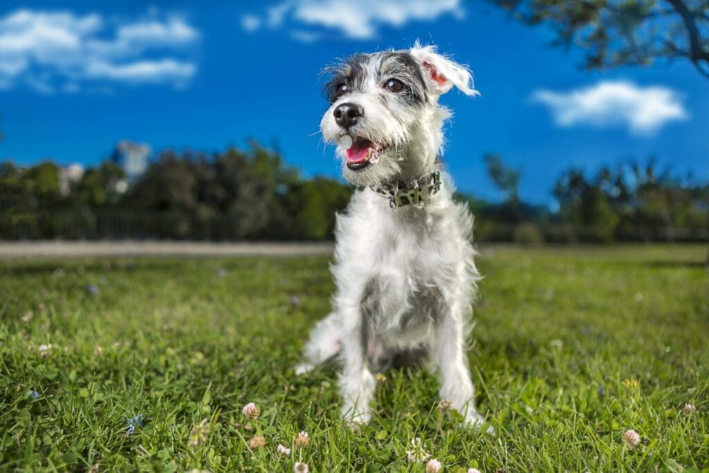 perro senior feliz