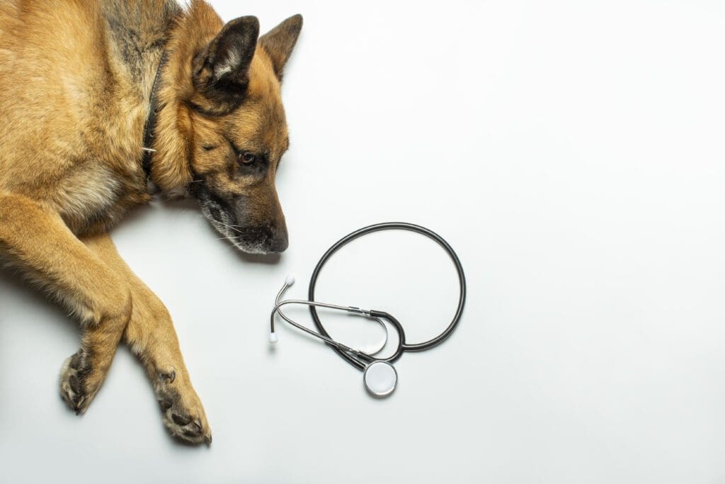 perro en chequeo veterinario
