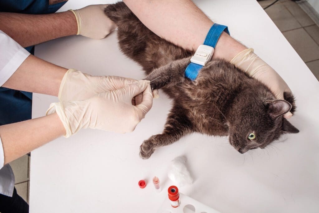 primeros auxilios para gatos