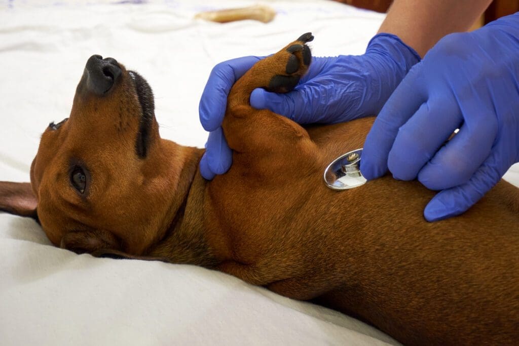 examen de un veterinario a un perro