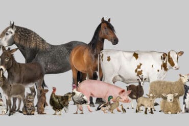 ¿Cuánto dura la preñez y la lactancia en animales domésticos? Guía por especie