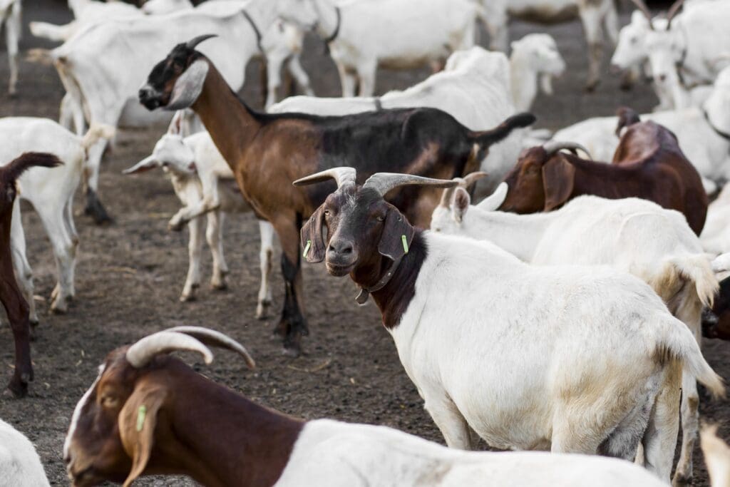 Cabras - Pasión Veterinaria