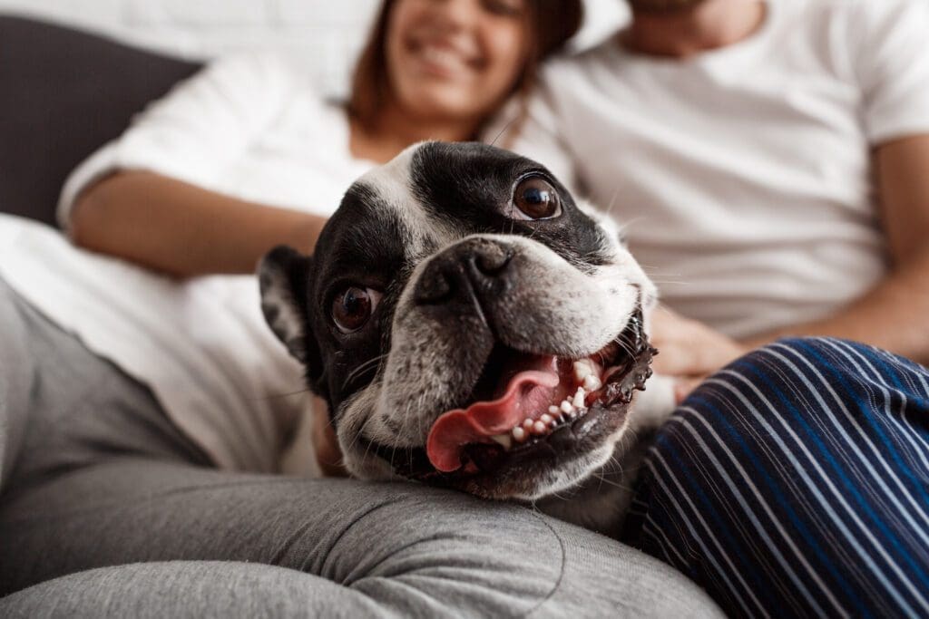 pareja con perro feliz