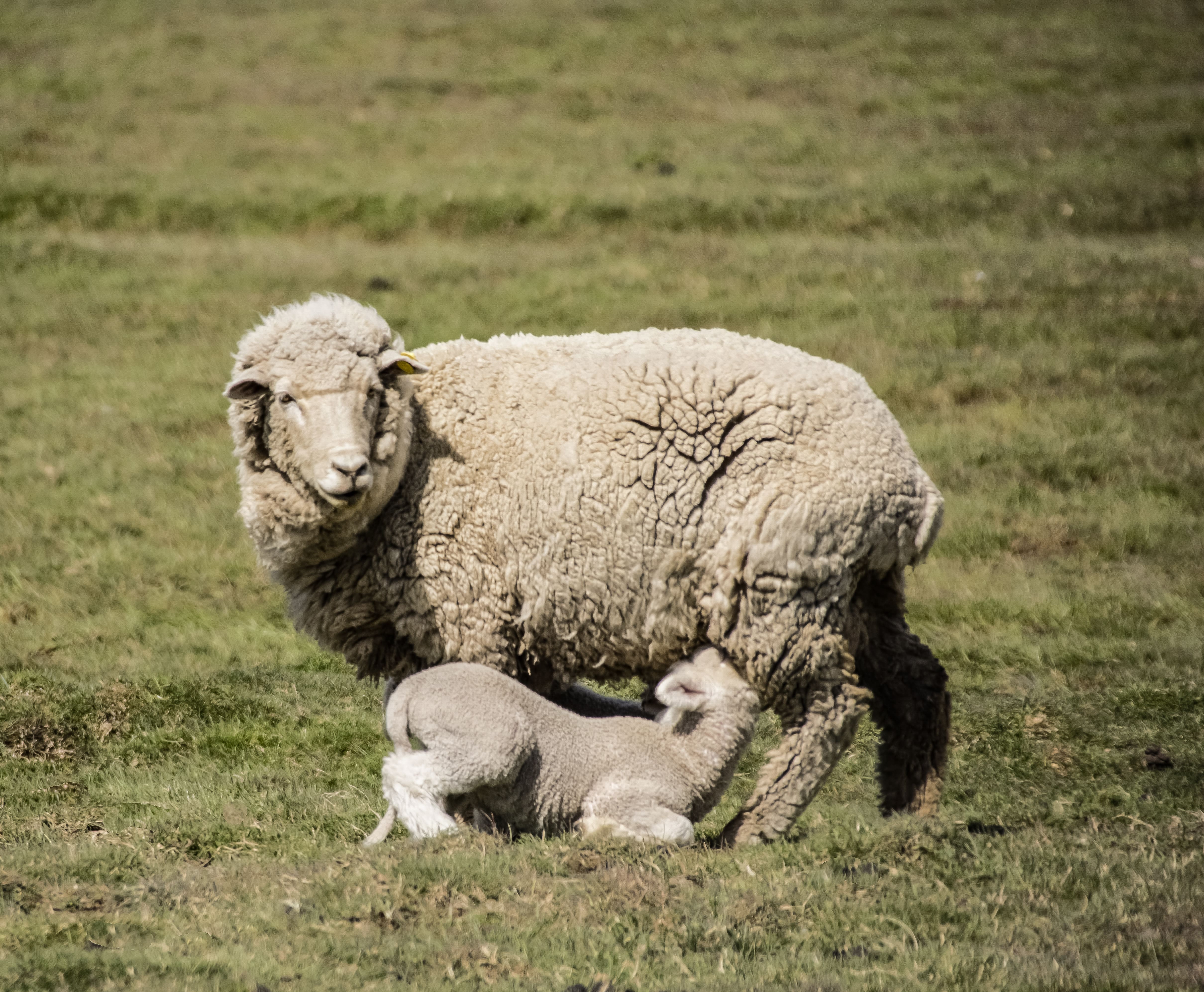 Oveja con cria -Pasión Veterinaria