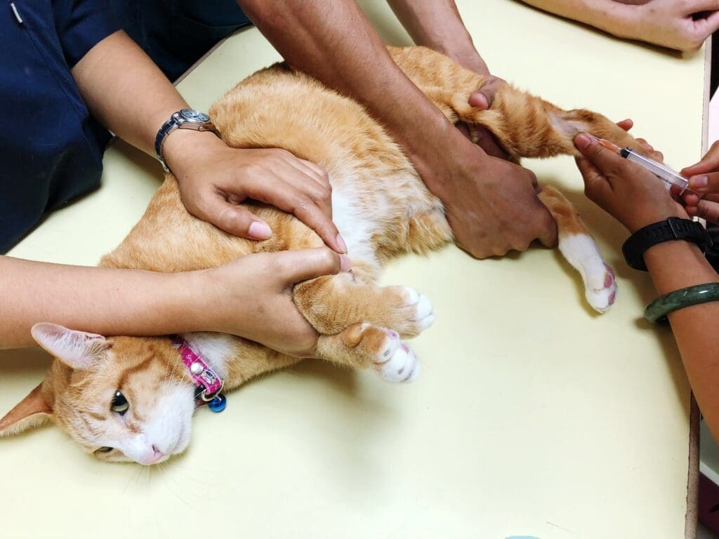primeros auxilios para gatos