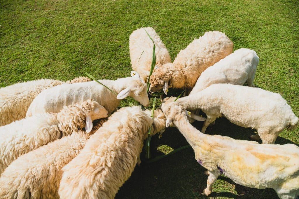 Ovejas - Pasión Veterinaria