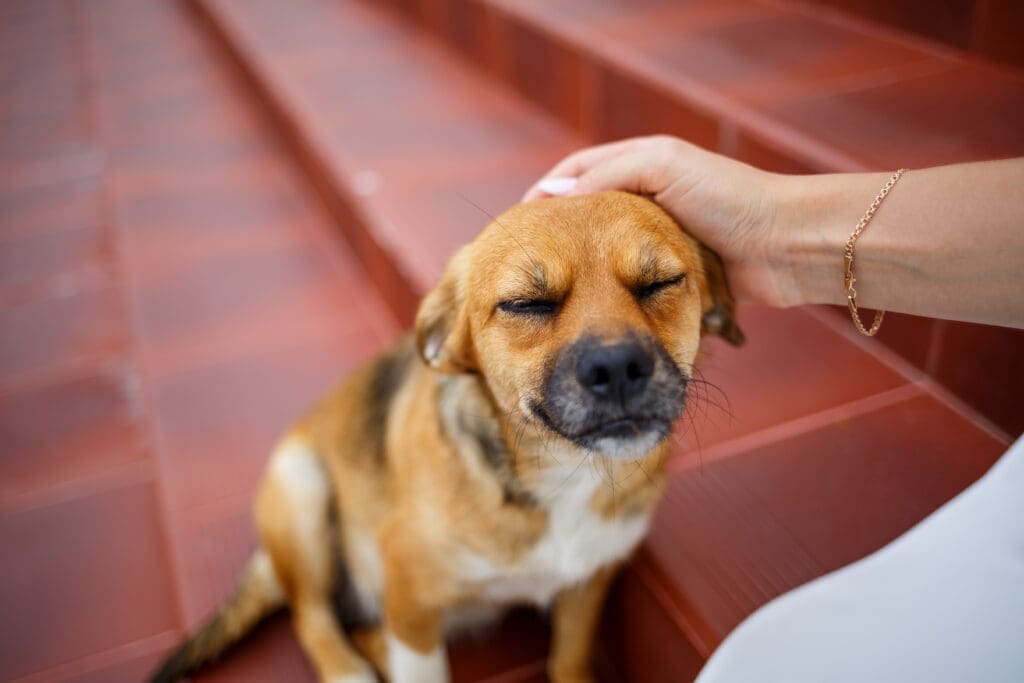 perro siendo acariciado