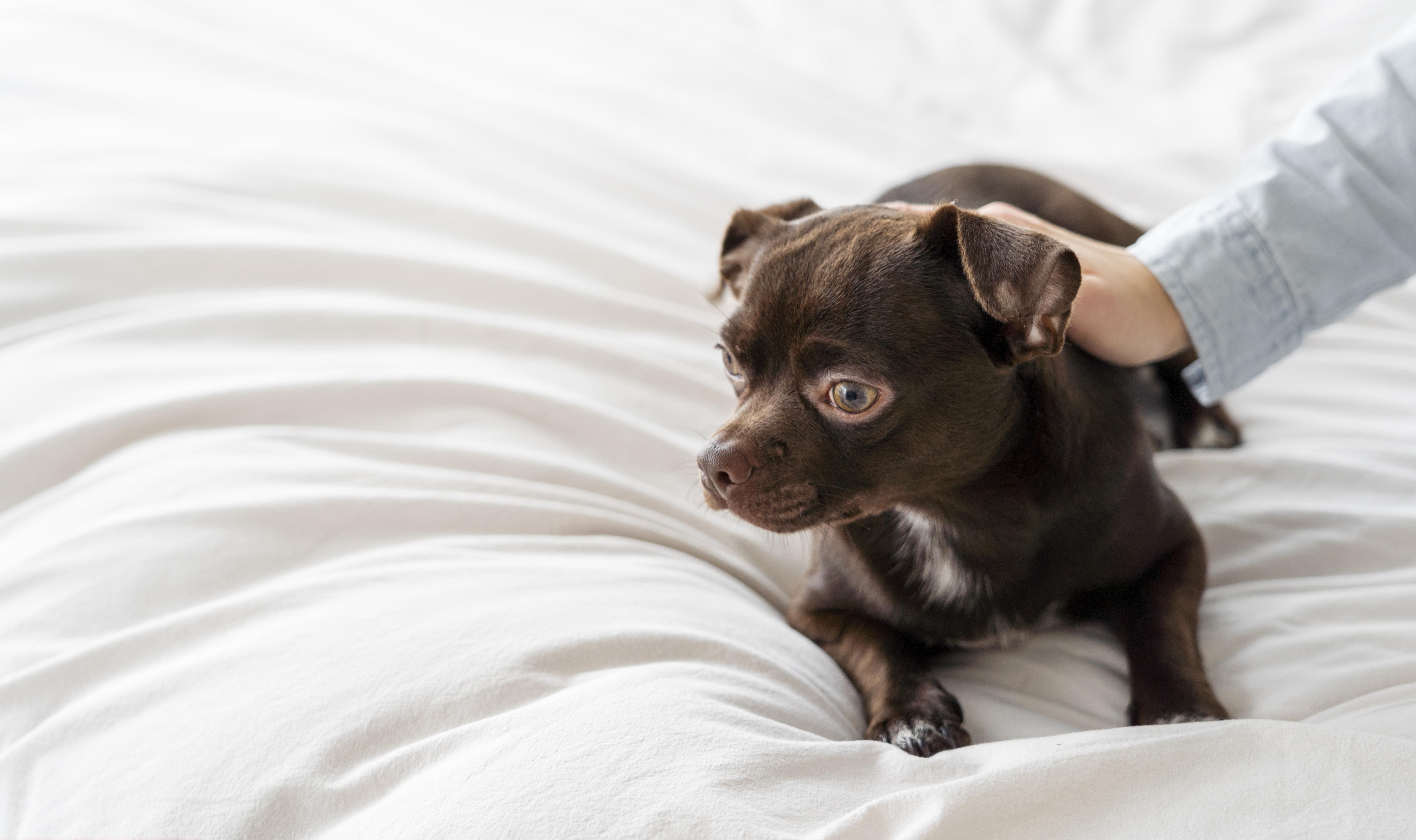 perro pequeño en cama
