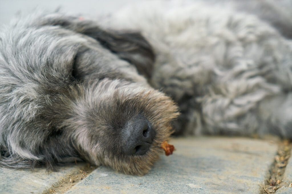 perro dormido