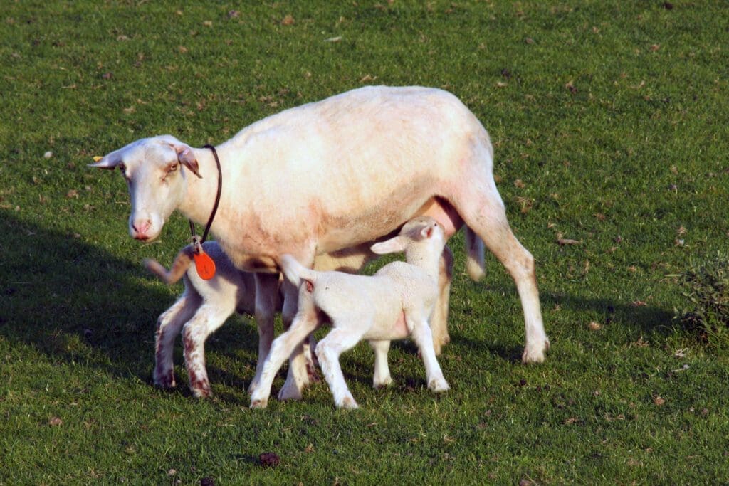 Cabra con crias Pasión Veterinaria