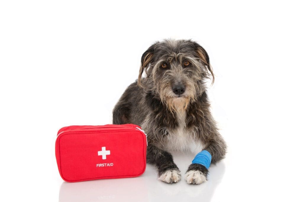 perro enfermo con kit de primeros auxilios