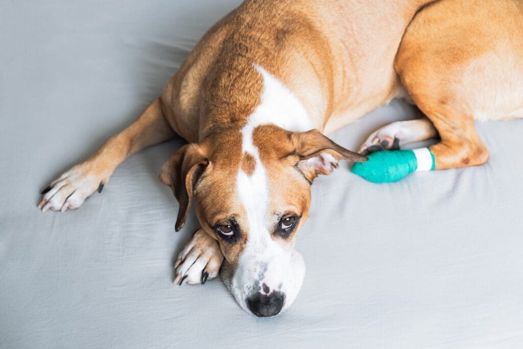 perro herido de su pata