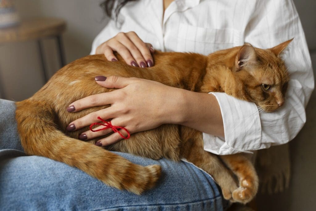 gato enfermo con dueño