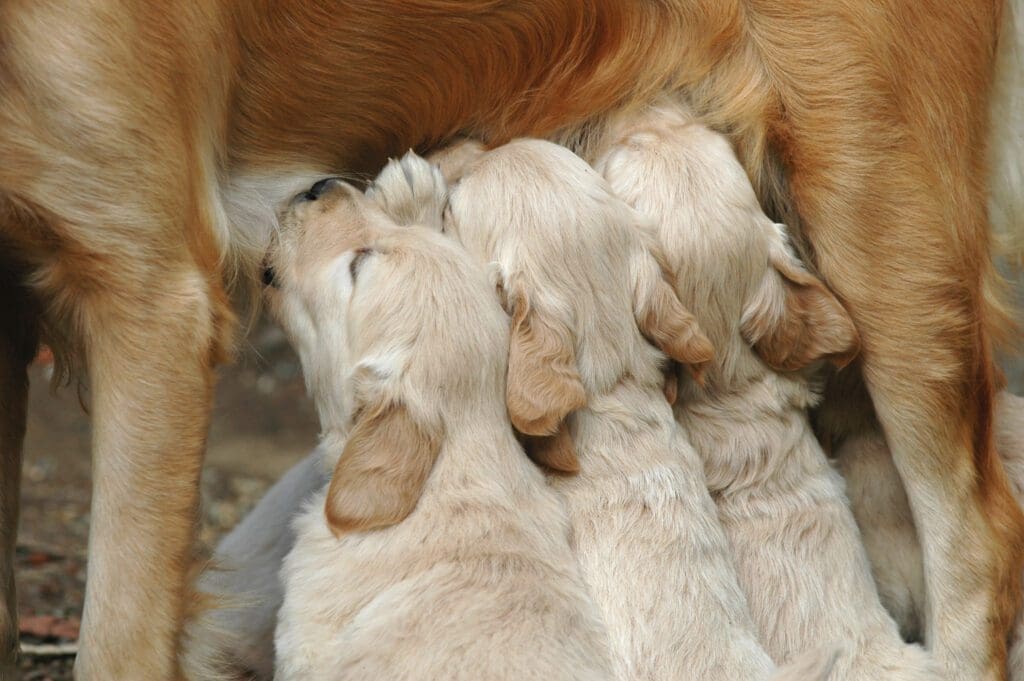 Perra con crias -Pasión Veterinaria 