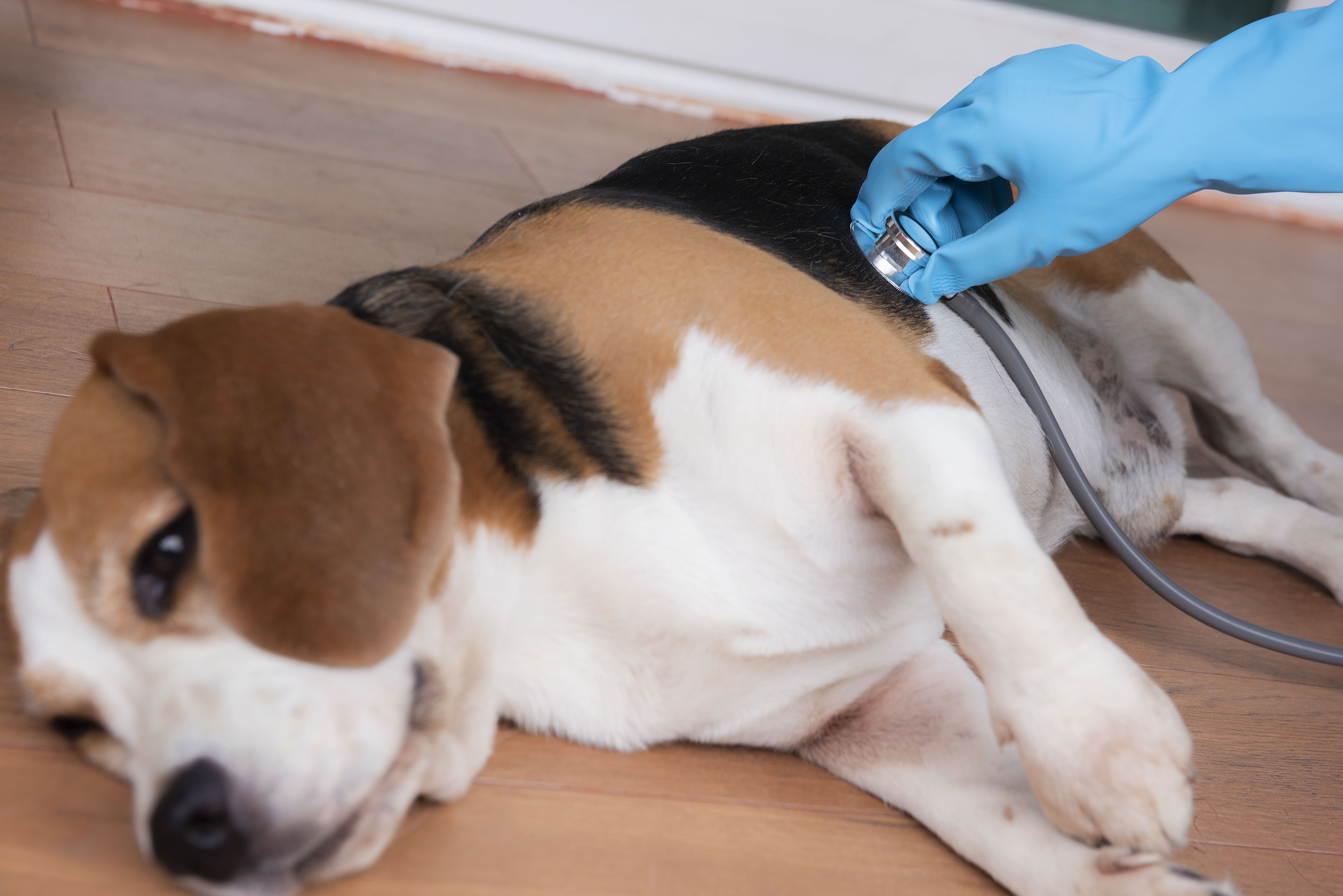 revision veterinario