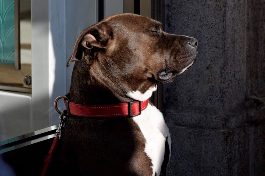 perro mirando serio