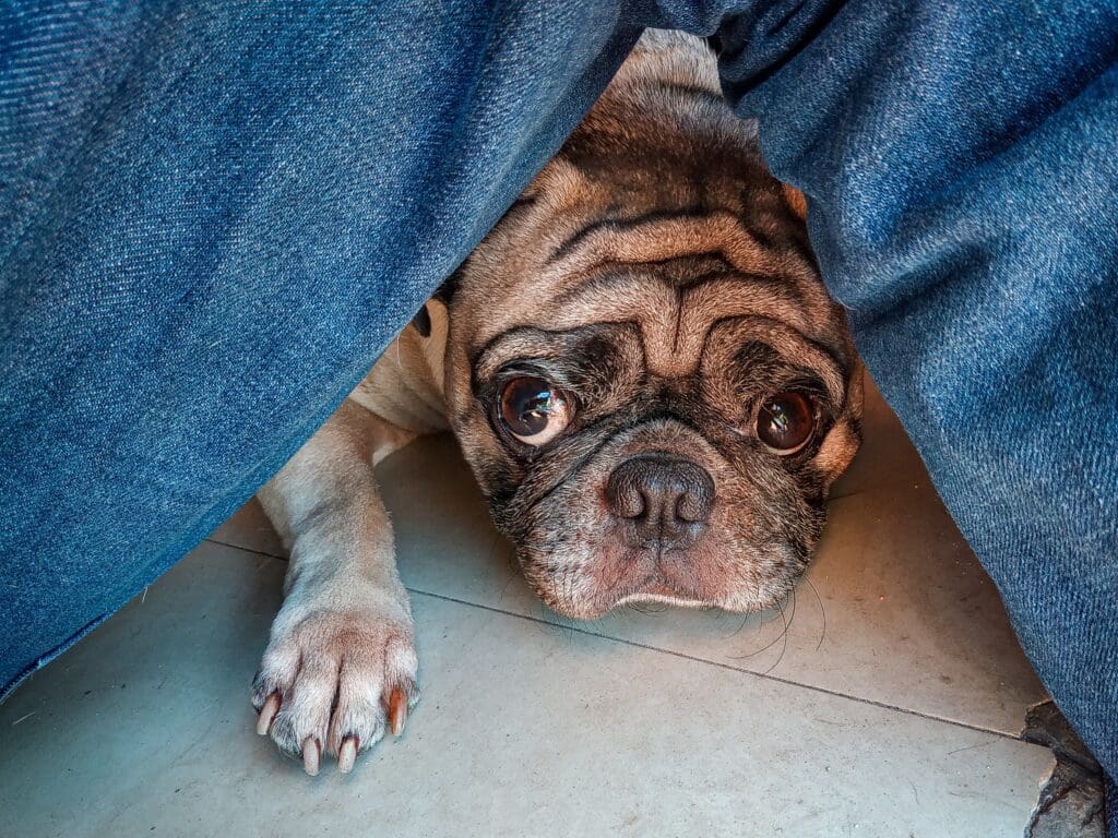 perro asustado