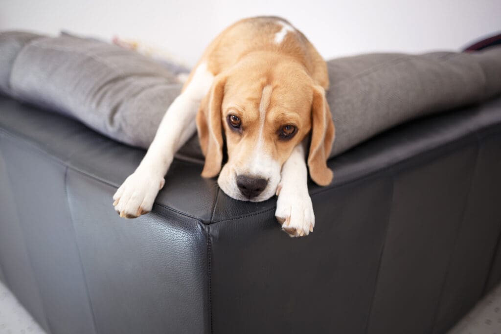 beagle en el sofá