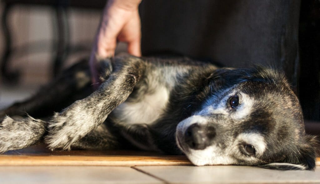 Perro Abdomen Hinchado: Identifica Torsión Gástrica a Tiempo 