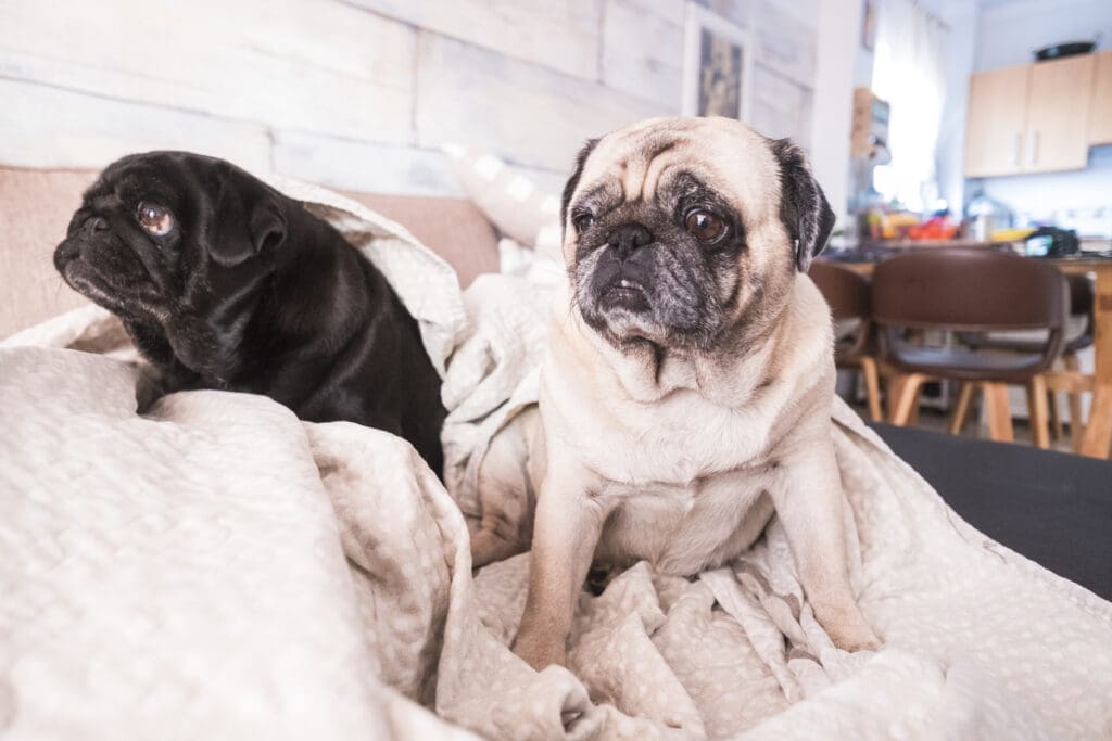 Pug