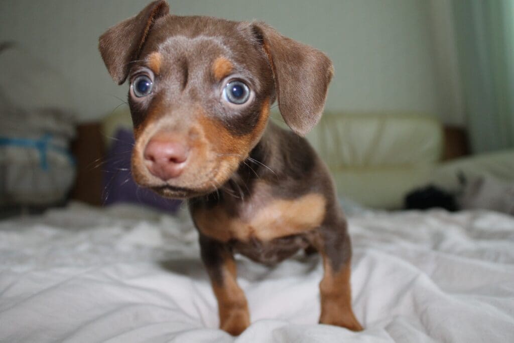 perro con cara de asustado