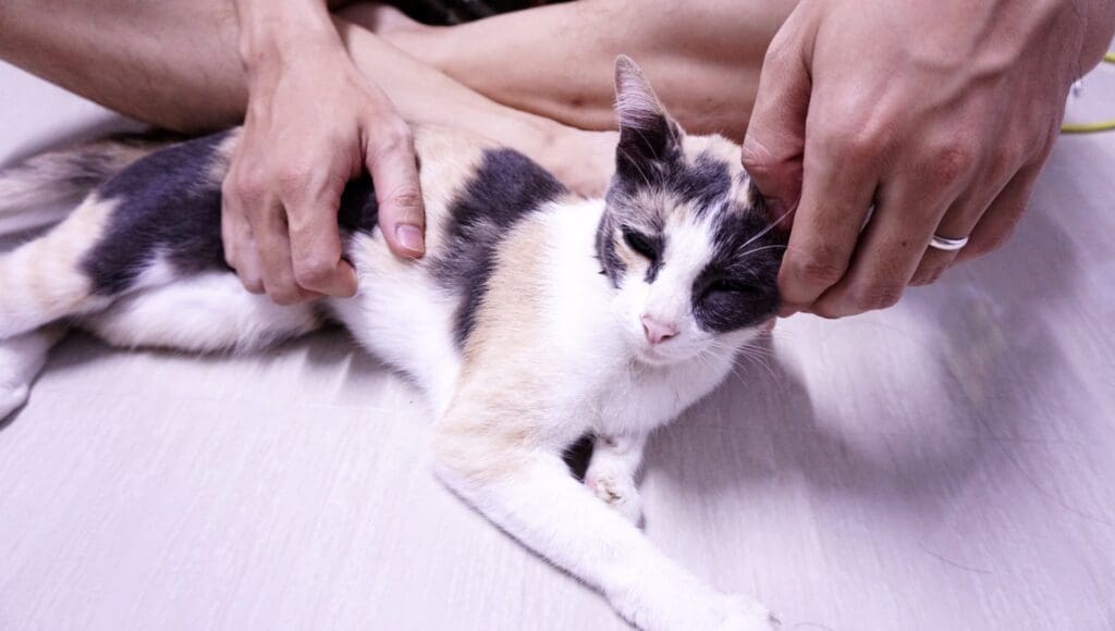 primeros auxilios para gatos