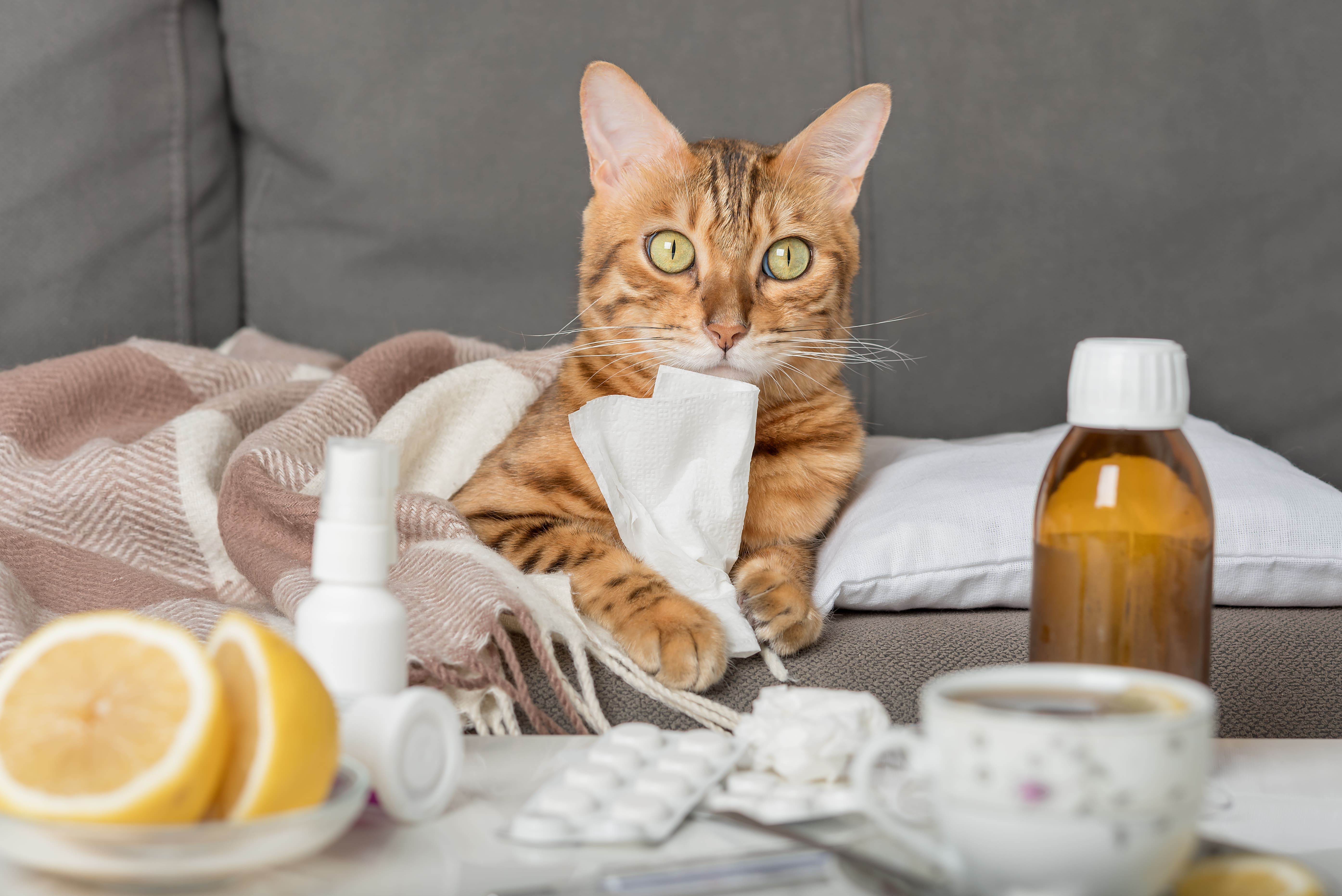 gato con sintomas de enfermedad